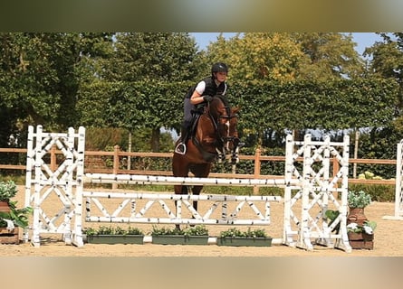 Other Warmbloods, Gelding, 5 years, 14.2 hh, Bay-Dark