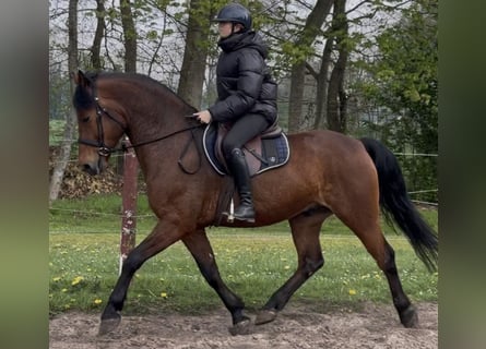 Other Warmbloods, Gelding, 5 years, 15.2 hh, Brown