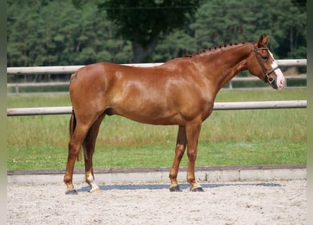 Other Warmbloods, Gelding, 5 years, 15.2 hh, Chestnut-Red