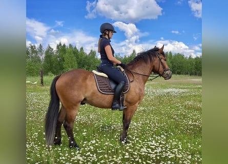 Other Warmbloods, Gelding, 5 years, 15,1 hh, Brown-Light