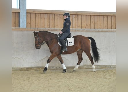 Other Warmbloods, Gelding, 5 years, 15,2 hh, Brown