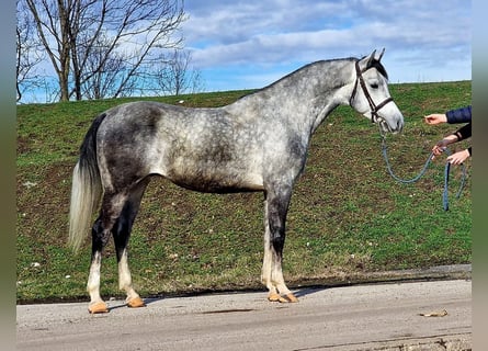 Other Warmbloods, Gelding, 5 years, 15,2 hh, Grey
