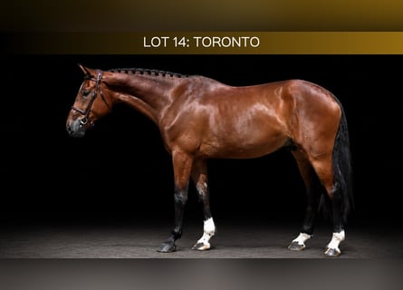 Other Warmbloods, Gelding, 5 years, 16.1 hh, Brown