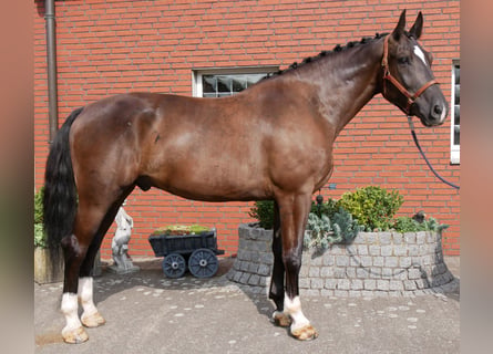 Other Warmbloods, Gelding, 5 years, 16.2 hh