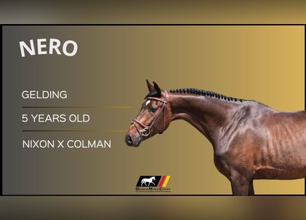 Other Warmbloods, Gelding, 5 years, 16 hh, Brown