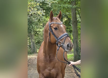 Other Warmbloods, Gelding, 5 years, 16 hh, Chestnut-Red