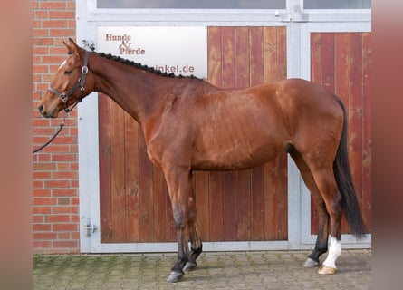 Other Warmbloods, Gelding, 5 years, 16,1 hh, Brown