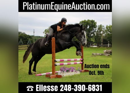 Other Warmbloods, Gelding, 5 years, 17.2 hh, Gray