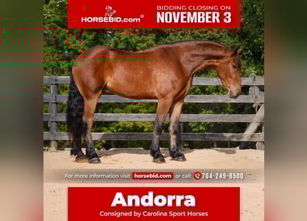 Other Warmbloods Mix, Gelding, 5 years, 17,1 hh, Bay