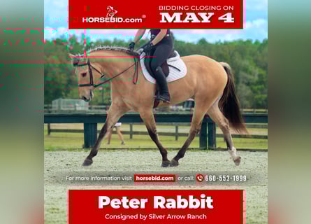 Other Warmbloods Mix, Gelding, 5 years, Dun