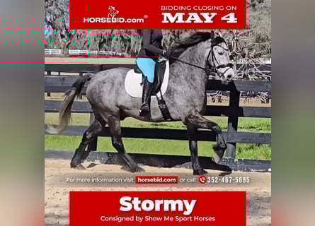 Other Warmbloods Mix, Gelding, 5 years, Grey