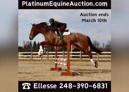 Other Warmbloods, Gelding, 5 years, Roan-Bay