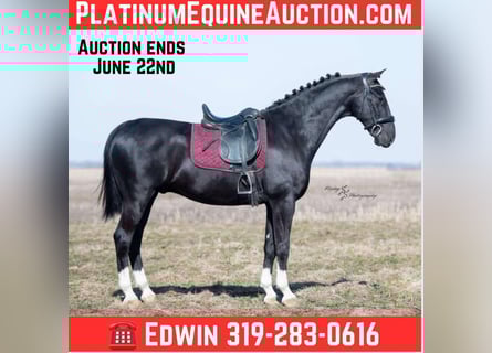 Other Warmbloods, Gelding, 6 years, 15,2 hh, Black