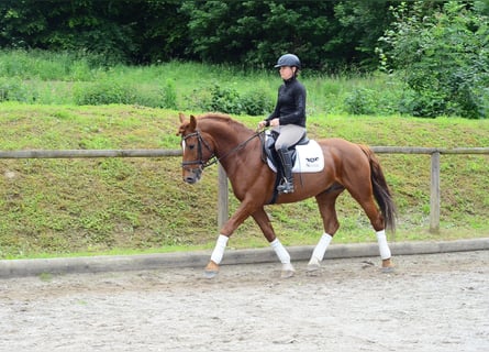 Other Warmbloods, Gelding, 6 years, 15,3 hh, Chestnut-Red
