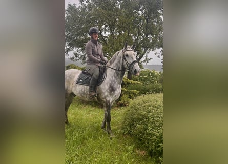 Other Warmbloods, Gelding, 6 years, 15,3 hh, Gray-Dapple