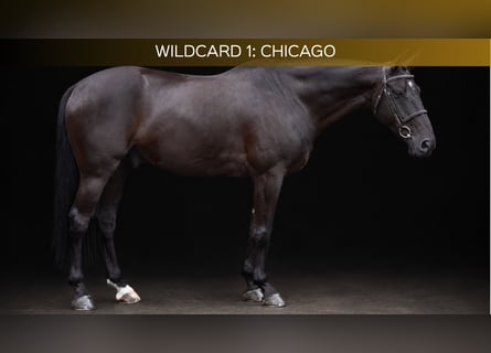 Other Warmbloods, Gelding, 6 years, 16.1 hh, Black