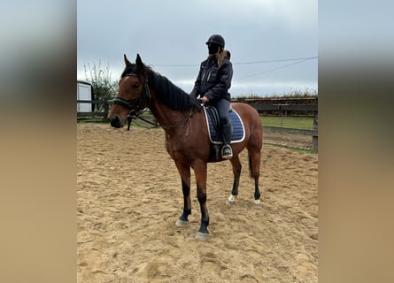 Other Warmbloods, Gelding, 6 years, 16,1 hh, Brown