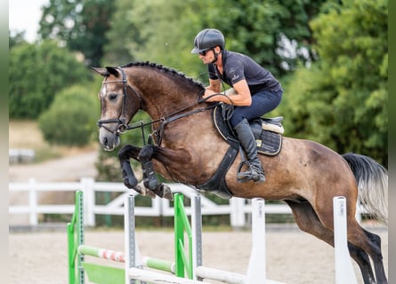 Other Warmbloods, Gelding, 6 years, 16.1 hh, Gray-Red-Tan
