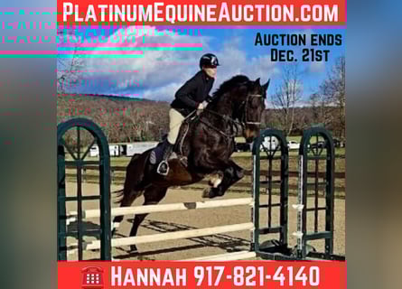 Other Warmbloods, Gelding, 6 years, 16.2 hh, Bay