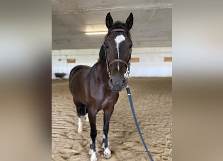 Other Warmbloods, Gelding, 6 years, 16,2 hh, Black