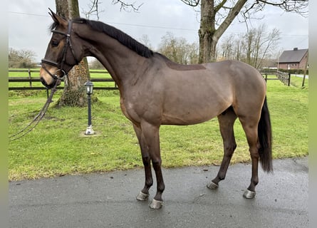 Other Warmbloods, Gelding, 6 years, 16 hh, Brown