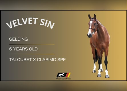 Other Warmbloods, Gelding, 6 years, Brown