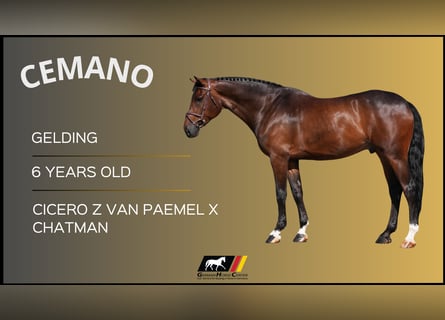 Other Warmbloods, Gelding, 6 years, Brown