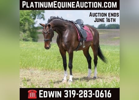 Other Warmbloods, Gelding, 7 years, 15.3 hh, Bay