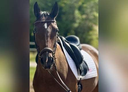 Other Warmbloods, Gelding, 7 years, 15,2 hh, Bay-Dark