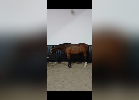 Other Warmbloods, Gelding, 7 years, 15,2 hh, Brown