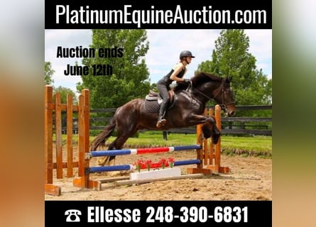 Other Warmbloods, Gelding, 7 years, 16,3 hh, Black