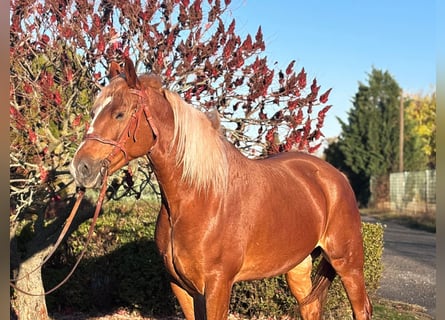 Other Warmbloods, Gelding, 7 years, 16 hh, Chestnut-Red