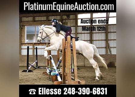 Other Warmbloods, Gelding, 7 years, 16 hh, Palomino