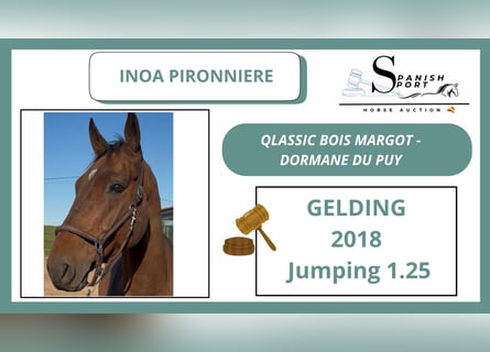 Other Warmbloods, Gelding, 7 years, 16,2 hh, Brown