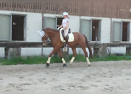 Other Warmbloods, Gelding, 7 years, 16,2 hh, Chestnut