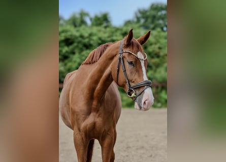 Other Warmbloods, Gelding, 7 years, 16,2 hh, Chestnut-Red