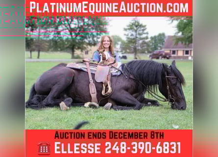 Other Warmbloods, Gelding, 7 years, Black