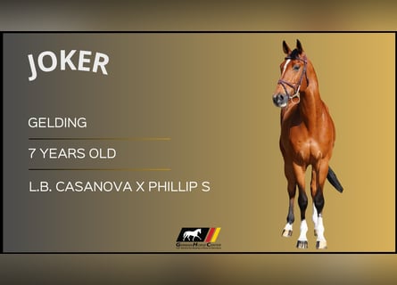 Other Warmbloods, Gelding, 7 years, Brown