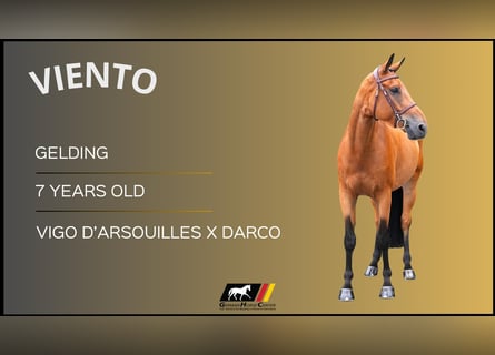 Other Warmbloods, Gelding, 7 years, Brown