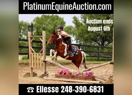 Other Warmbloods, Gelding, 8 years, 13 hh, Tobiano-all-colors