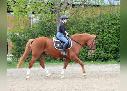 Other Warmbloods, Gelding, 8 years, 15.2 hh, Chestnut-Red