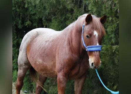 Other Warmbloods, Gelding, 8 years, 15 hh, Roan-Red