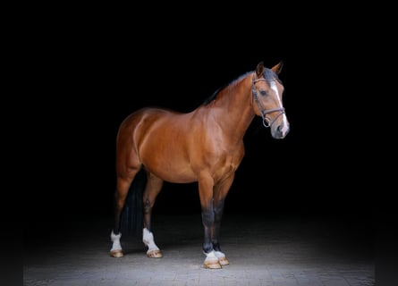 Other Warmbloods, Gelding, 8 years, 15,1 hh, Brown