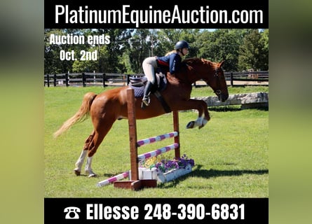 Other Warmbloods, Gelding, 8 years, 16,2 hh, Chestnut