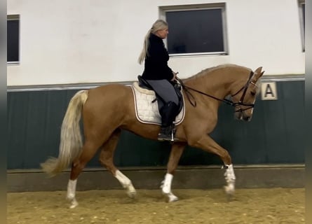 Other Warmbloods, Gelding, 8 years, 16 hh, Palomino