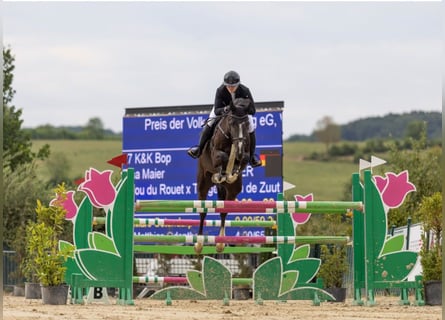 Other Warmbloods, Gelding, 8 years, 18 hh, Black