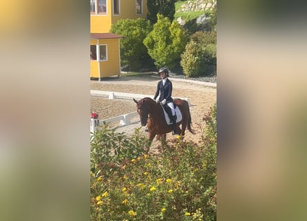 Weitere Warmblüter, Wallach, 8 Jahre, Fuchs