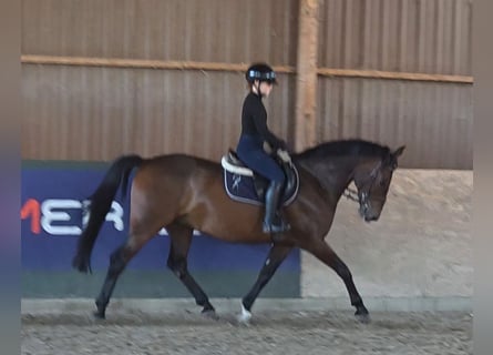 Other Warmbloods, Gelding, 9 years, 15.2 hh, Brown