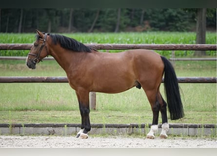 Other Warmbloods, Gelding, 9 years, 15,1 hh, Brown