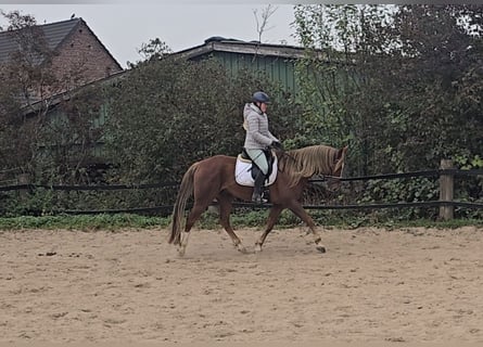 Other Warmbloods Mix, Gelding, 9 years, 15,2 hh, Chestnut